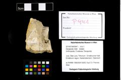 Foto (Objekt + Etikett) von Decapoda indet.  (NHMW-GEO-2014-0194-0941)